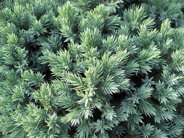 Фото Juniperus squamata 'Blue Star' (Juniperus squamata 'Blue Star's)