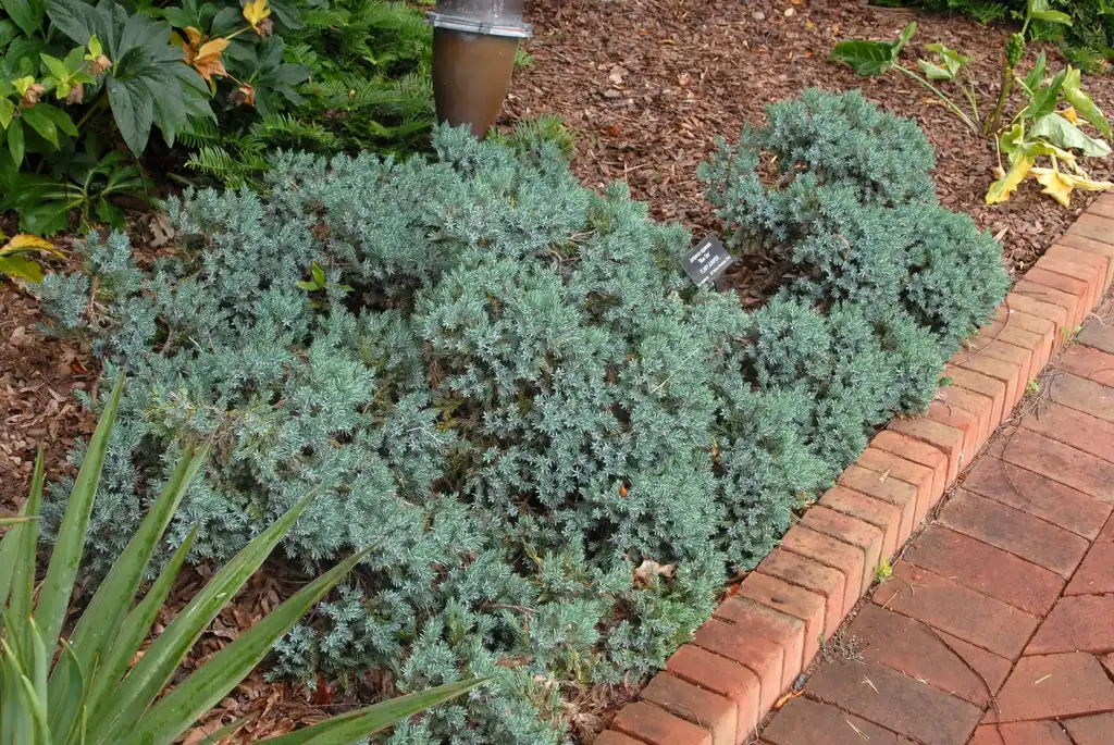 Фото Juniperus squamata 'Blue Star' (Juniperus squamata 'Blue Star's)
