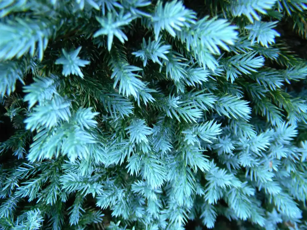 Фото Juniperus squamata 'Blue Star' - Leaves Close-Up (Buncombe County,NC):Randy Harter