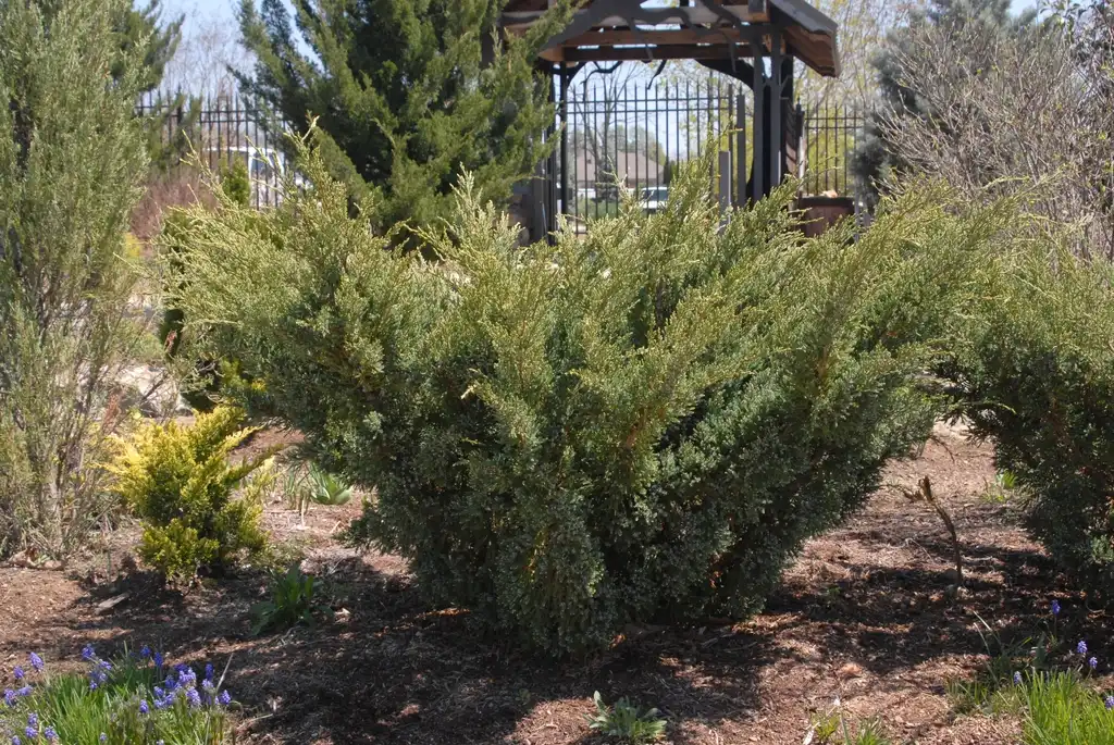 Photo of Juniperus squamata 'Holger' (Juniperus squamata 'Holger's)