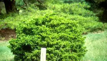 Foto de Juniperus virginiana 'Globosa' (Juniperus virginiana 'Globosa's)