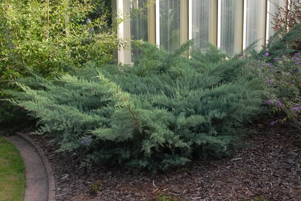 Photo of Juniperus virginiana 'Grey Owl' (Juniperus virginiana 'Grey Owl's)