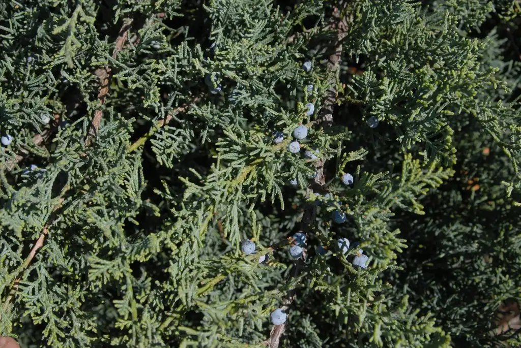 Photo of Juniperus virginiana 'Grey Owl' (Juniperus virginiana 'Grey Owl's)