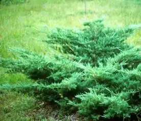 Foto de Juniperus virginiana 'Silver Spreader' (Juniperus virginiana 'Silver Spreader's)