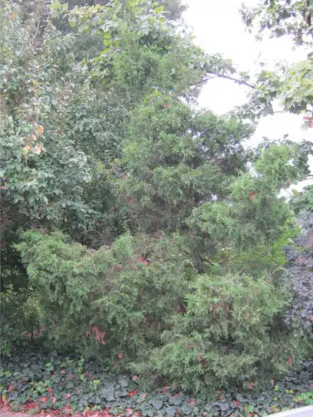 Foto de Juniperus virginiana var. silicicola (Juniperus virginiana var. silicicolas)