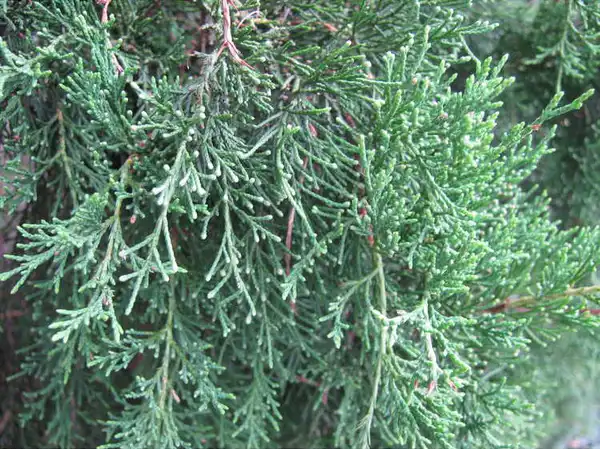 Foto de Juniperus virginiana var. silicicola (Juniperus virginiana var. silicicolas)