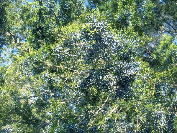 Foto de Juniperus virginiana var. silicicola - Blue female cones:Homer Edward Price