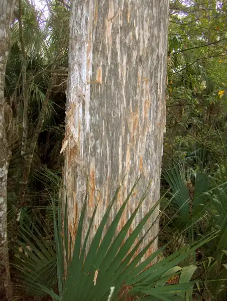 Foto de Juniperus virginiana var. silicicola - Bark:Homer Edward Price