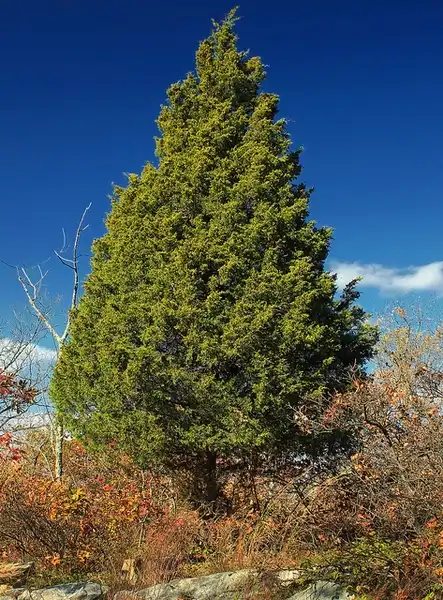 Photo of Juniperus virginiana (Juniperus virginianas)