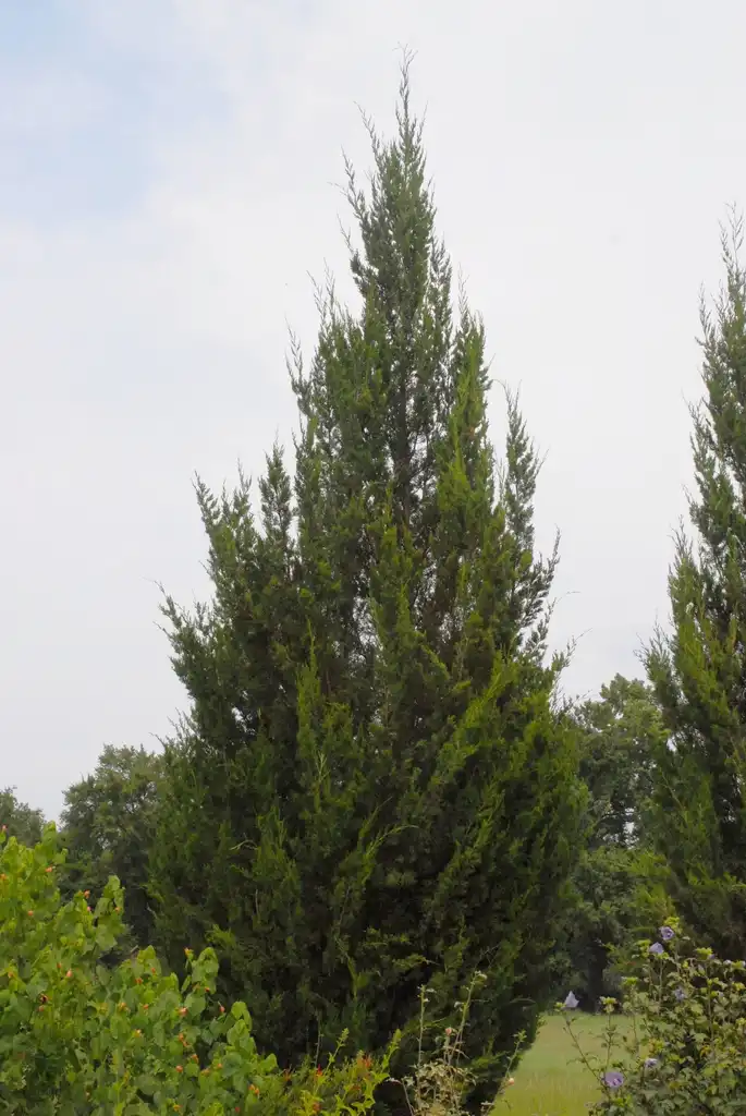 Photo of Juniperus virginiana - 'Brodie' Form:Jim Robbins