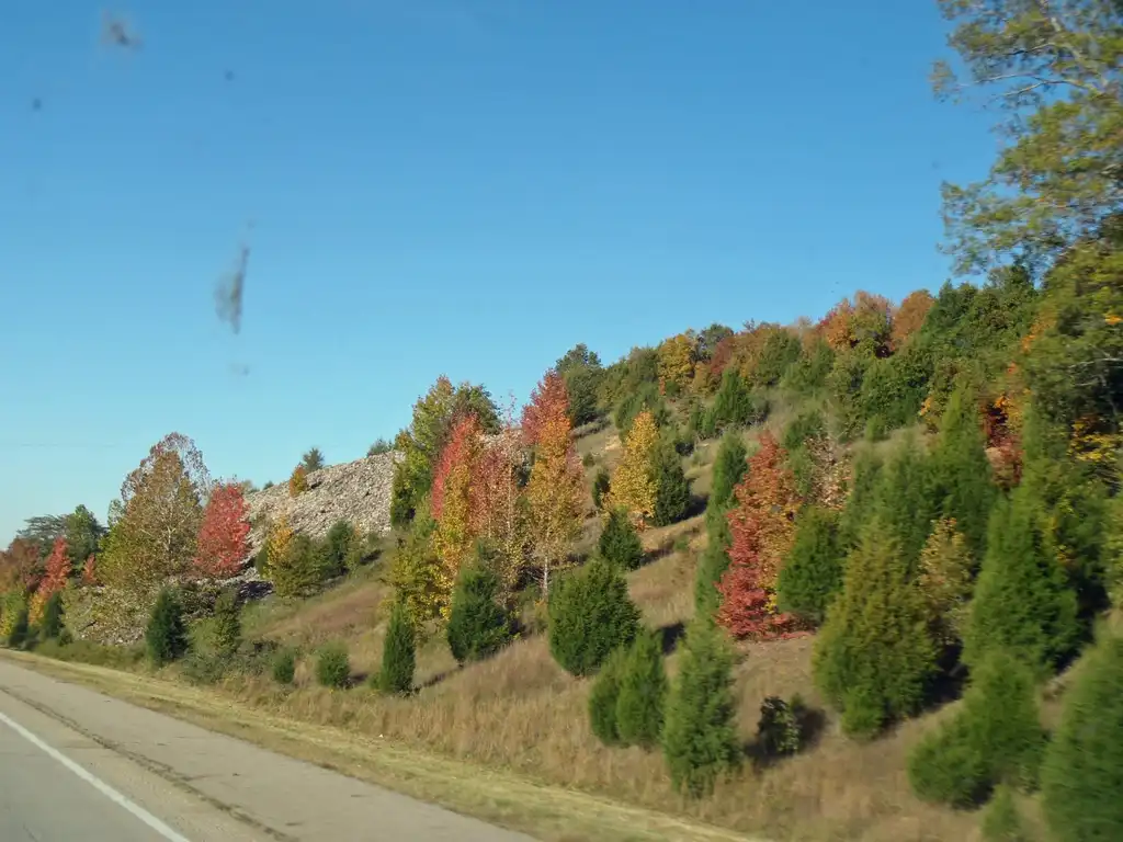 Photo of Juniperus virginiana - Plantation:Jim Robbins