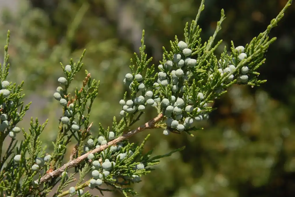 Photo of Juniperus virginiana - 'Canaertii' Fruit and Leaves:Jim Robbins
