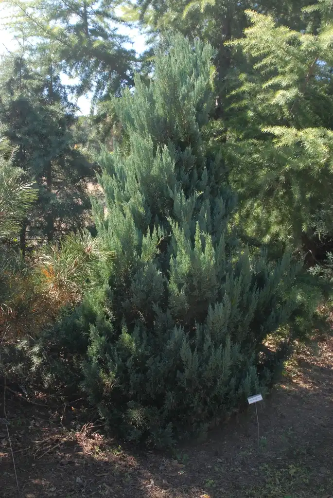 Photo of Juniperus virginiana - 'Glauca Compacta' Form:Jim Robbins