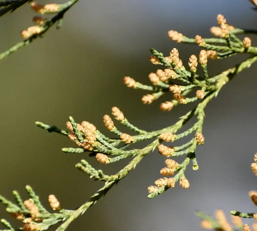 Photo of Juniperus virginiana - Cones (Warren County, NC)-Early Spring:Cathy Dewitt