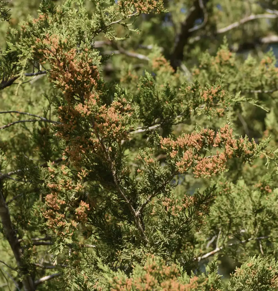 Photo of Juniperus virginiana - Branches and cones (Wake County, NC)-Early Spring:Cathy Dewitt