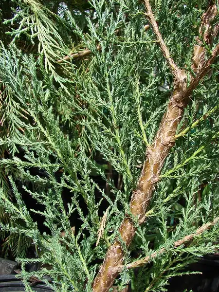 Photo of Juniperus virginiana - Juniperus virginiana:Forest and Kim Starr