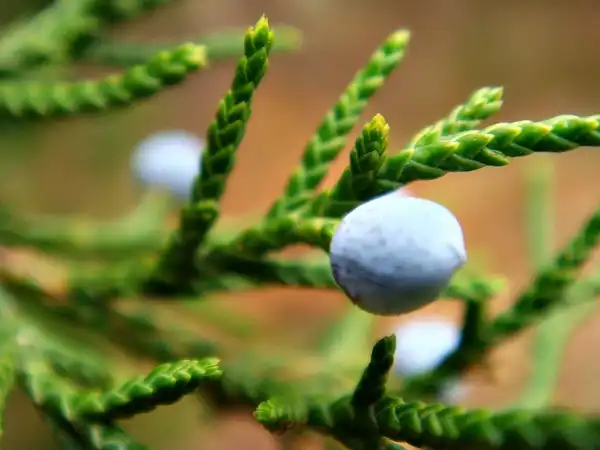 Photo of Juniperus virginiana - Juniperus virginiana:CameliaTWU
