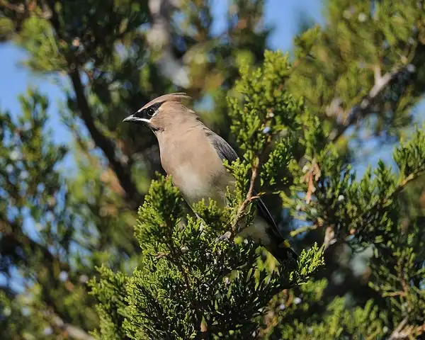 Photo of Juniperus virginiana - Juniperus virginiana:JanetandPhil