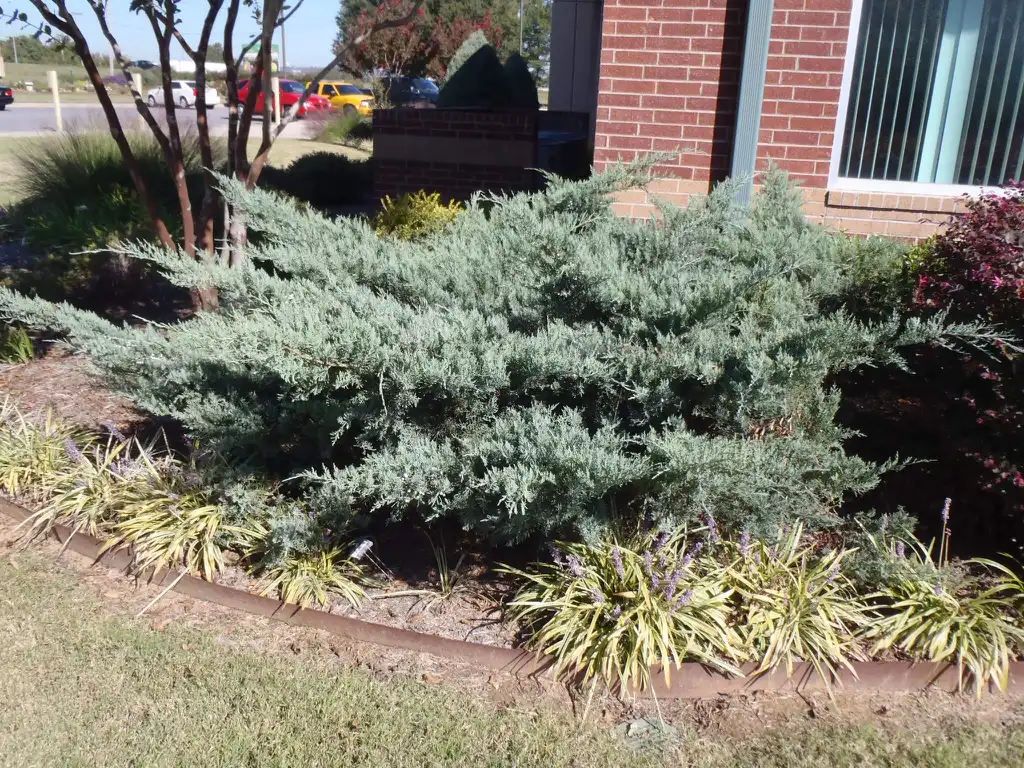 Photo of Juniperus virginiana - Juniperus virginiana 'Grey Owl' Form:Jim Robbins