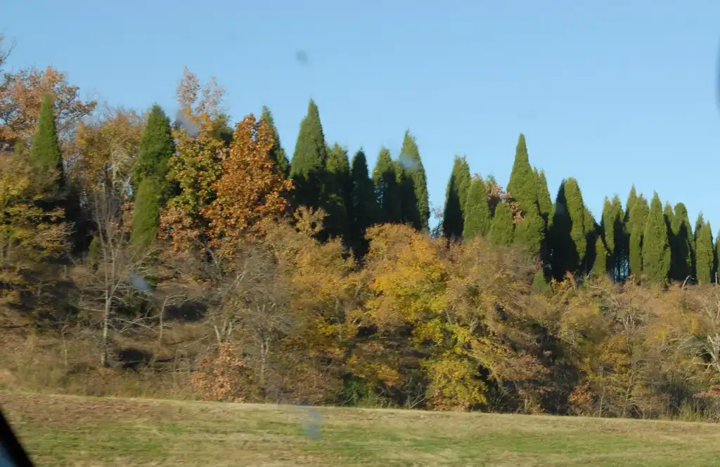 Photo of Juniperus virginiana - Upright Form:Jim Robbins