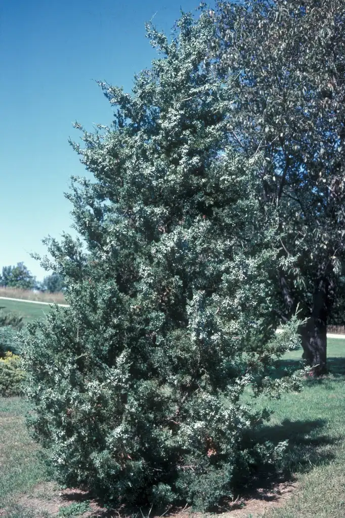 Photo of Juniperus virginiana - 'Manhattan Blue' Form:Jim Robbins