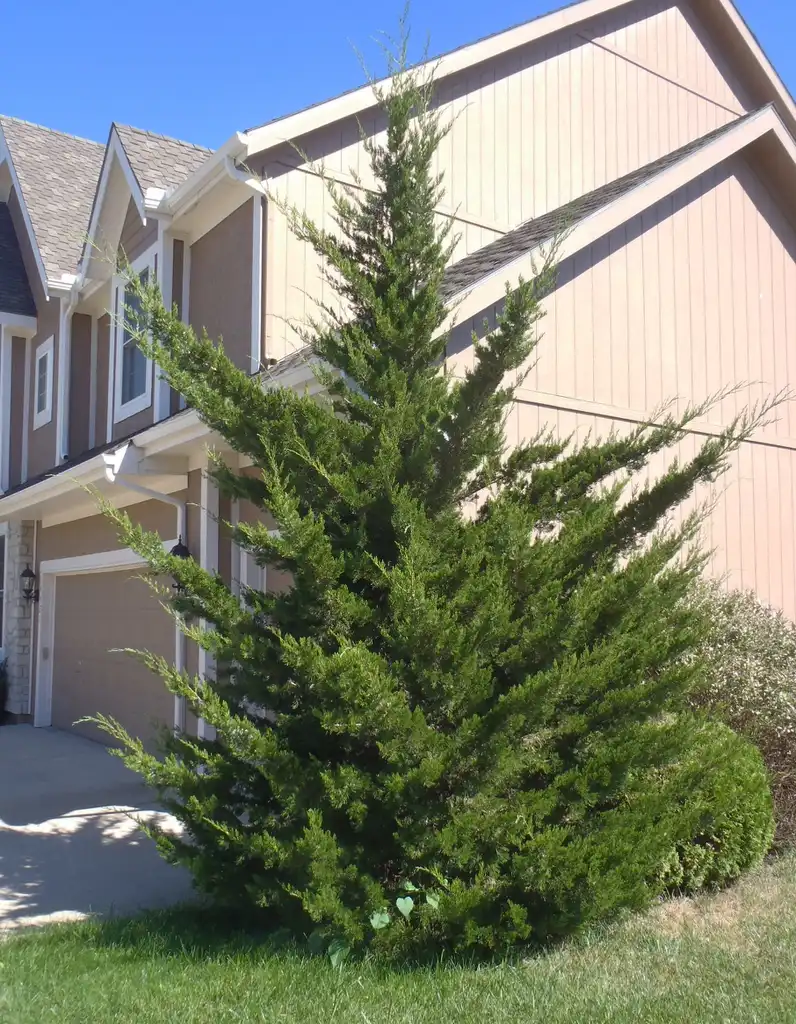 Photo of Juniperus virginiana - 'Canaertii' Form:Jim Robbins