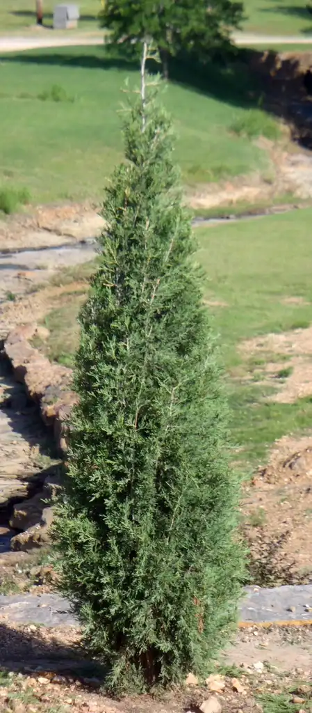 Photo of Juniperus virginiana - 'Taylor' Form:Jim Robbins