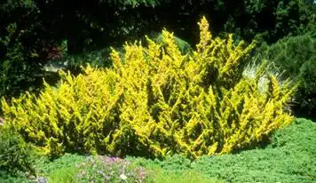 Foto de Juniperus x media 'Plumosa Aurea' (Juniperus x media 'Plumosa Aurea's)