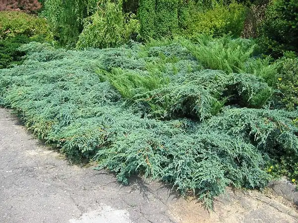 Photo of Juniperus x pfitzeriana (Juniperus x pfitzerianas)