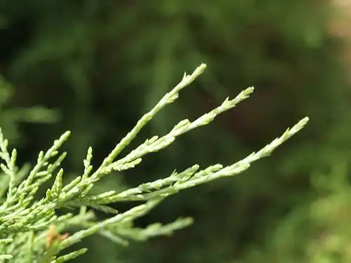 Photo of Juniperus x pfitzeriana (Juniperus x pfitzerianas)