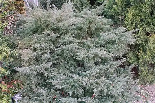 Photo of Juniperus x pfitzeriana - Juniiperus x pfitzeriana 'Glauca':Phillip Merritt