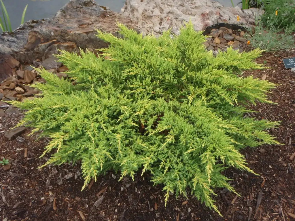 Photo of Juniperus x pfitzeriana - 'Daubs Frosted' Form:Jim Robbins