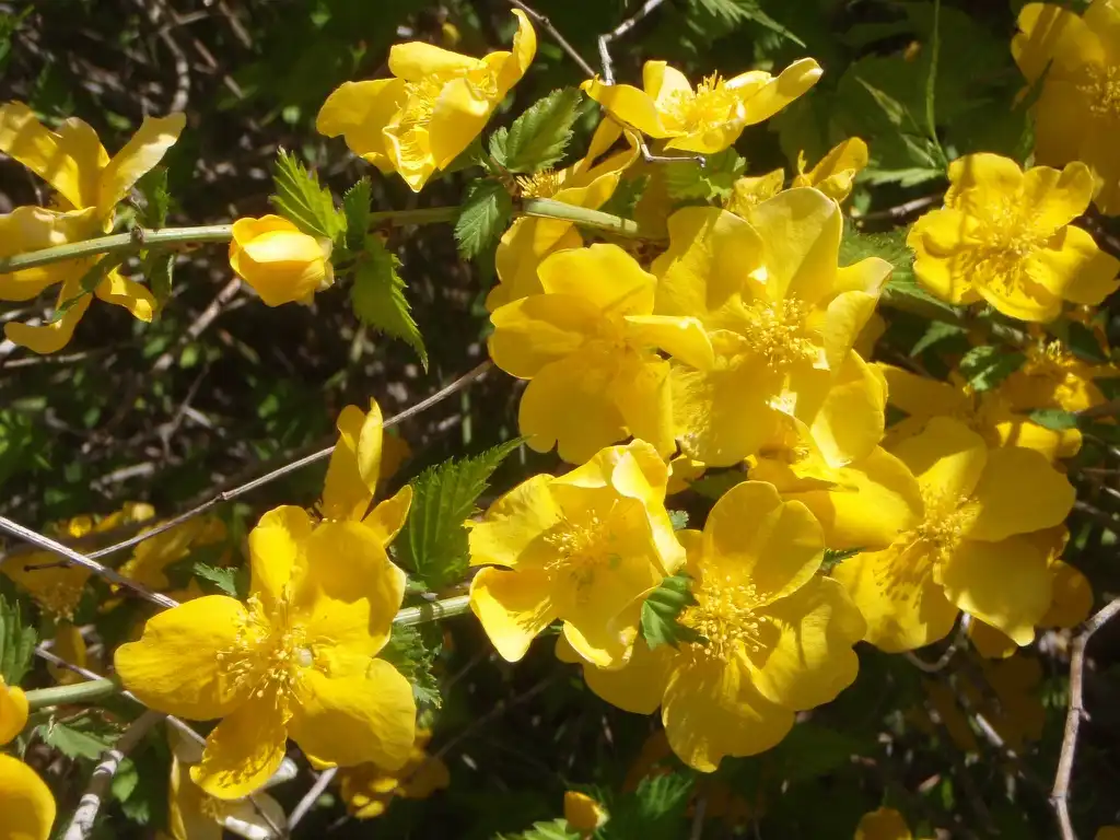Photo of Kadsura japonica (Kadsura japonicas)