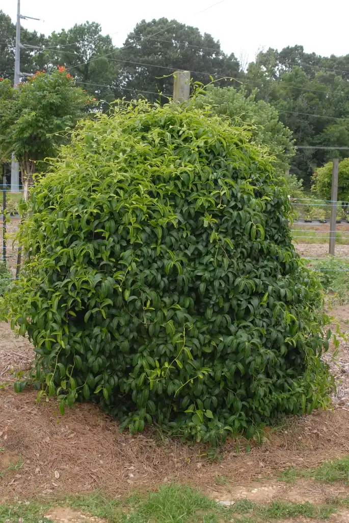 Photo of Kadsura japonica (Kadsura japonicas)