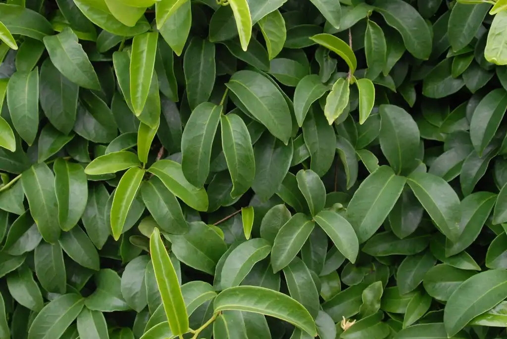 Photo of Kadsura japonica - Leaves:Jim Robbins