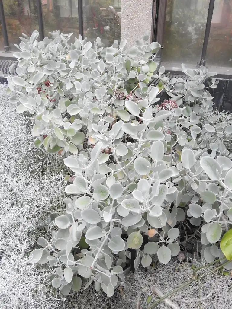 Photo of Kalanchoe bracteata (Kalanchoe bracteatas)