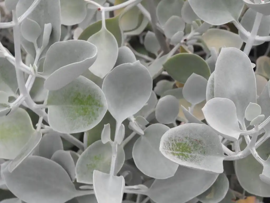 Photo of Kalanchoe bracteata (Kalanchoe bracteatas)