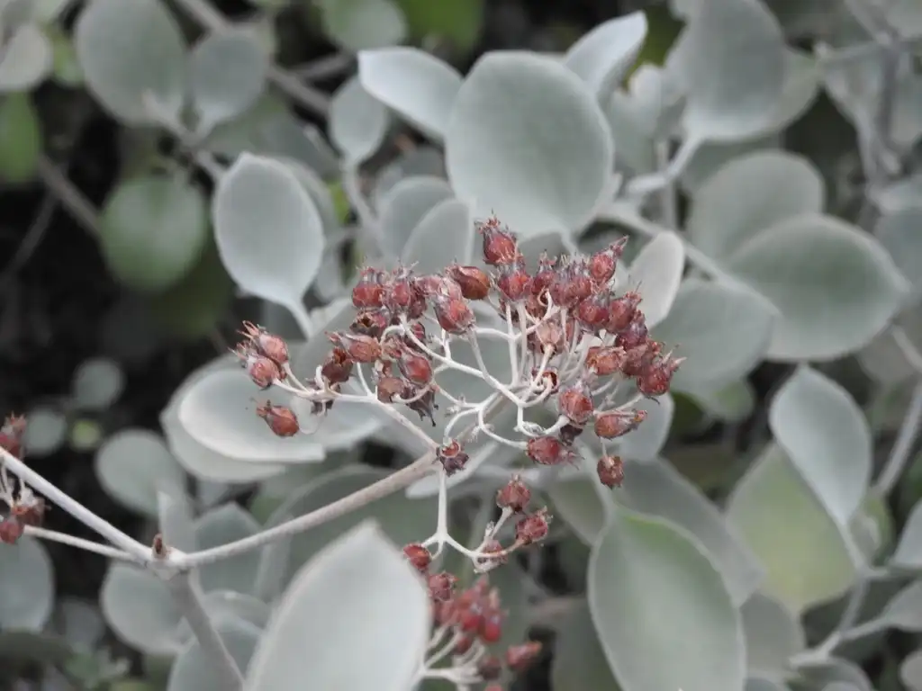 Photo of Kalanchoe bracteata - Fruits:Kathleen Moore