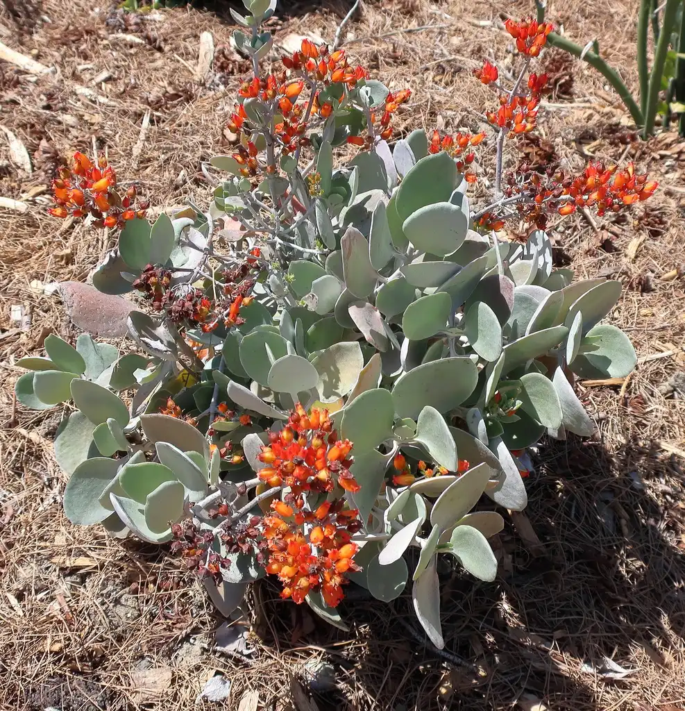 Photo of Kalanchoe bracteata - Form:cultivar413
