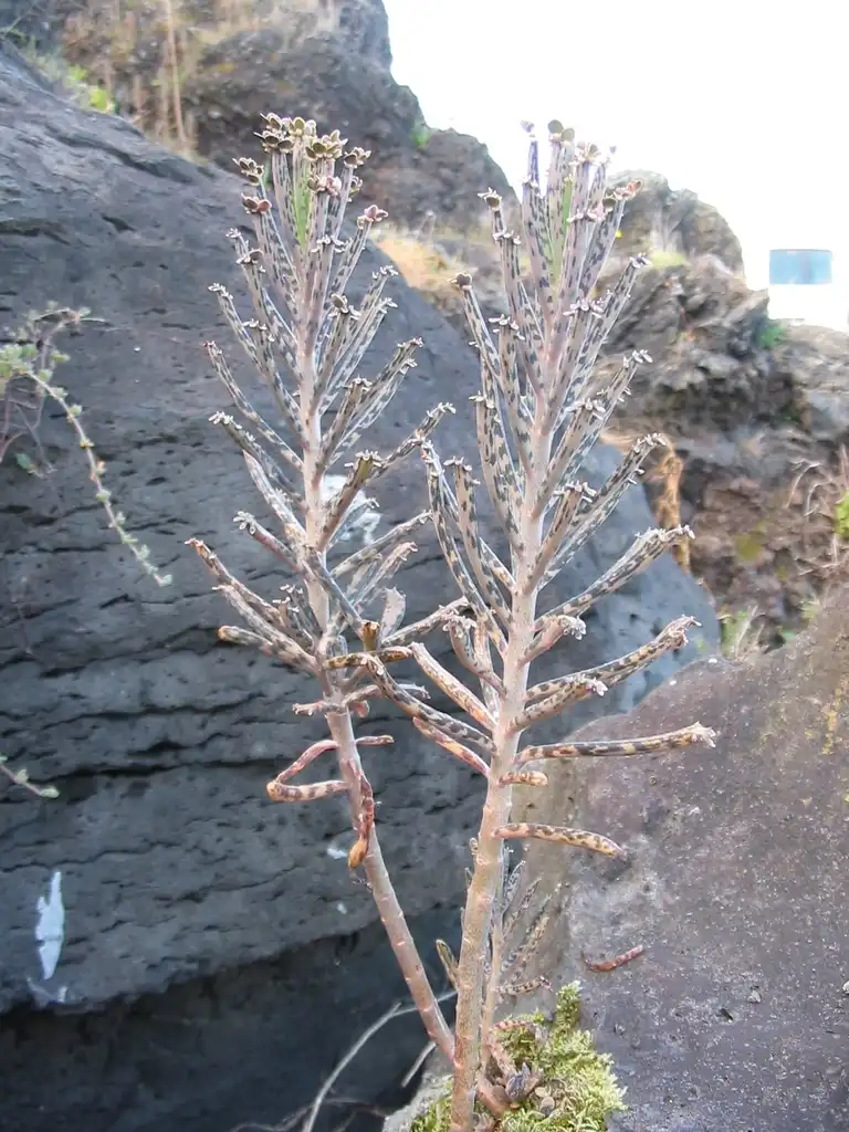Foto de Kalanchoe delagoensis (Kalanchoe delagoensiss)