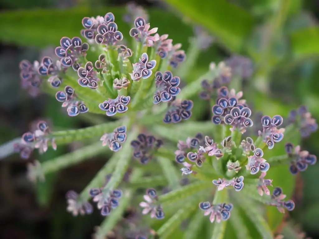 Foto de Kalanchoe delagoensis (Kalanchoe delagoensiss)