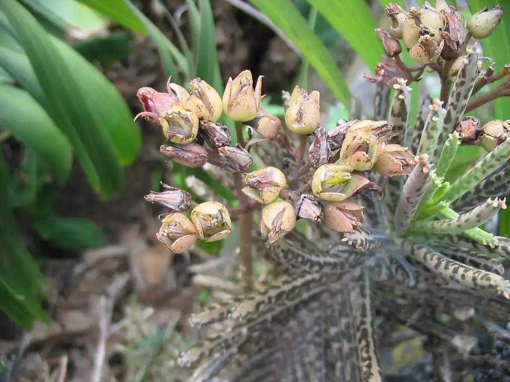Foto de Kalanchoe delagoensis - Budding:Ixitixel