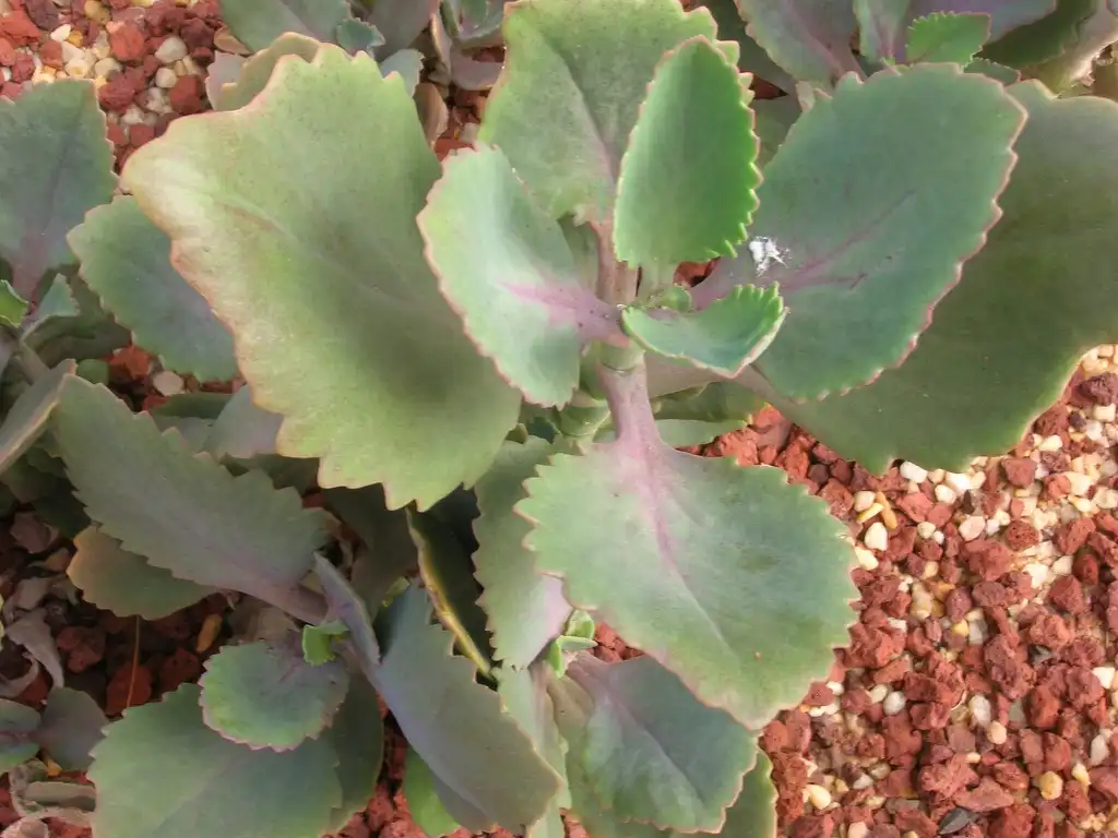 Фото Kalanchoe (Kalanchoes)