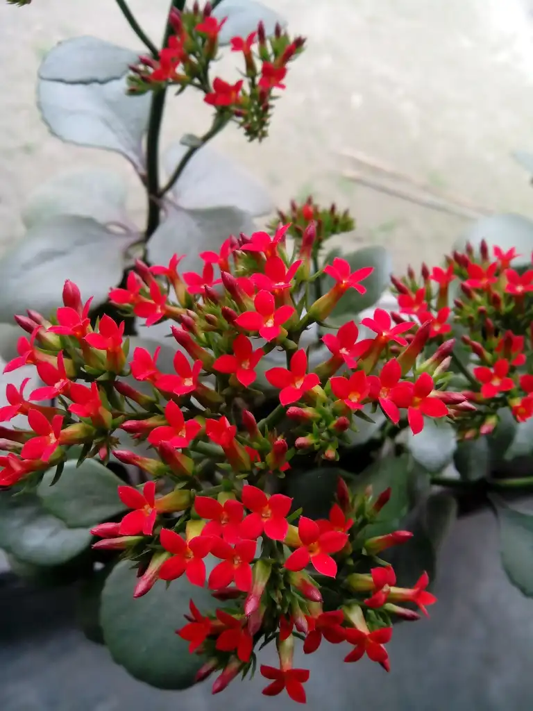 Фото Kalanchoe (Kalanchoes)