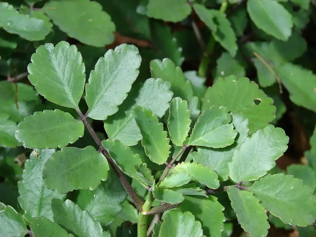 Фото Kalanchoe - K pinnata leaves:Forest and Kim Starr