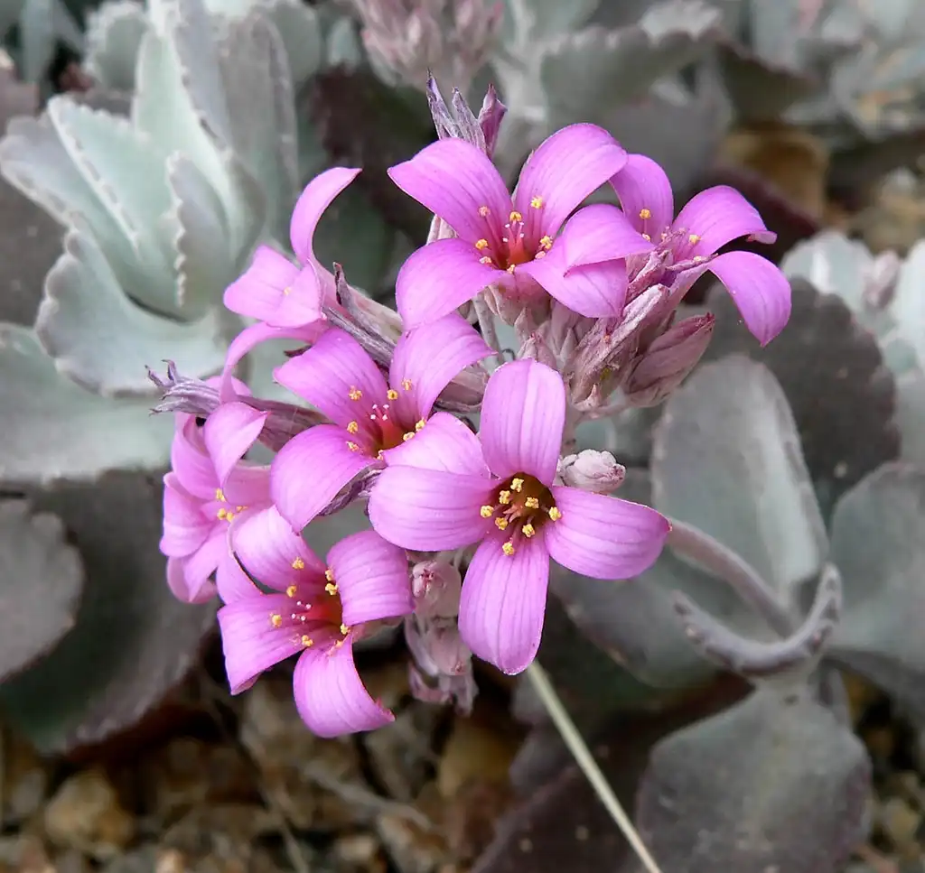 Фото Kalanchoe - K. pumila flowers:Stan Shebs