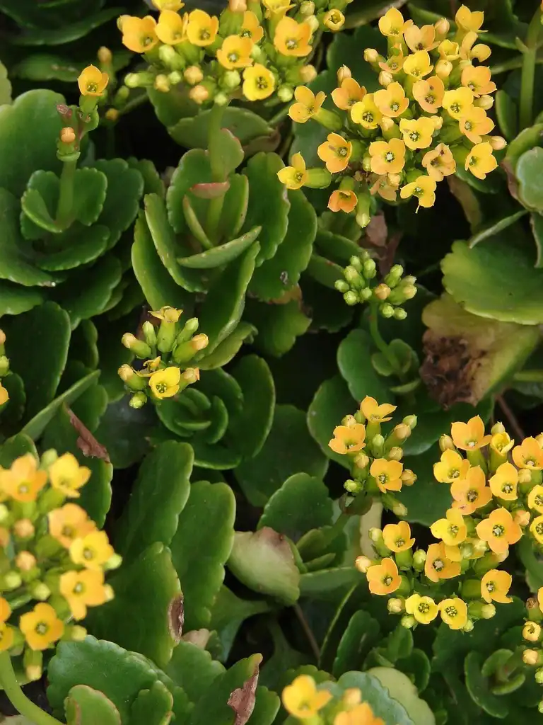 Фото Kalanchoe - K. blossfeldiana flowers:Emma Forsberg