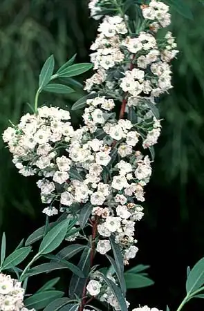 Foto de Kalmia angustifolia var. carolina (Kalmia angustifolia var. carolinas)