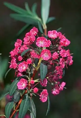 Foto de Kalmia angustifolia var. carolina (Kalmia angustifolia var. carolinas)