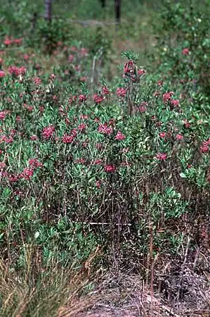 Foto de Kalmia angustifolia var. carolina - :